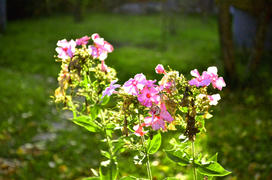 дачные цветы