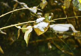 начало зимы