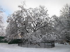  Древняя Липа