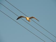 Чайка и провода