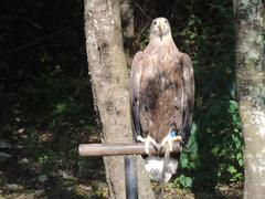 Орёл на жёрдочке