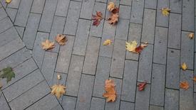 Осень в Сиреневом саду