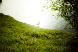 Оттенки зелёного