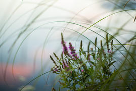 Цветы над водой