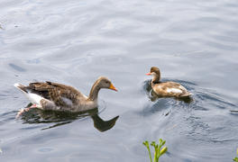 Утка с утенком