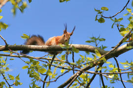 Белочка на дереве