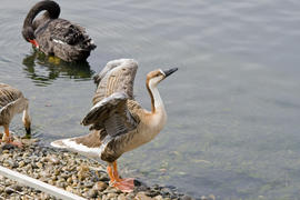 Утка расправляет крылья 