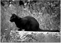 Кот. Чёрно-белое