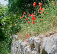 Красные цветочки