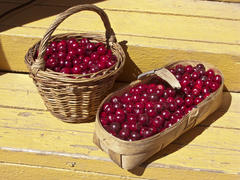 Спелая вишня