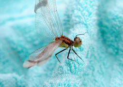 Стрекозунья