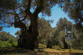 старые оливы