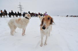 Реконструкция конной охоты с тремя борзыми и одной гончей в клубе Аванпост. фйото Сергей Шахиджанян 
