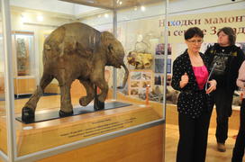  раеведческий музей. —алехард. —амый известный мамоненок в мире Ћюба. ¬ќзраст 40 тыс€ч лет. Ќа сегод