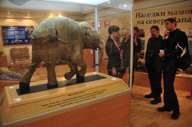  раеведческий музей. —алехард. —амый известный мамоненок в мире Ћюба. ¬ќзраст 40 тыс€ч лет. Ќа сегод