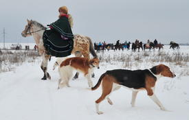 Реконструкция конной охоты с тремя борзыми и одной гончей в клубе Аванпост. фйото Сергей Шахиджанян 