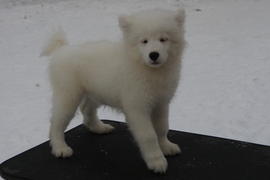 Самоедская собака