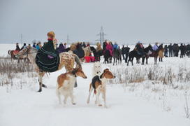 Реконструкция конной охоты с тремя борзыми и одной гончей в клубе Аванпост. фйото Сергей Шахиджанян 
