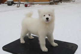 Самоедская собака