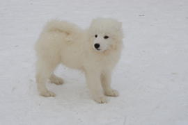 Самоедская собака