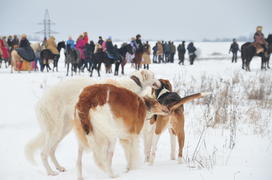 Реконструкция конной охоты с тремя борзыми и одной гончей в клубе Аванпост. фйото Сергей Шахиджанян 