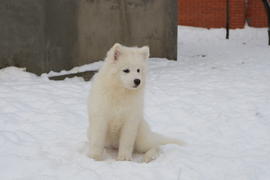 Самоедская собака