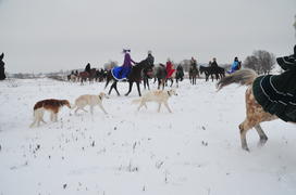 Реконструкция конной охоты с тремя борзыми и одной гончей в клубе Аванпост. фйото Сергей Шахиджанян 