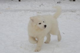 Самоедская собака