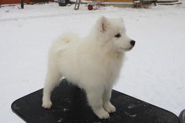 Самоедская собака