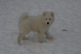 Самоедская собака