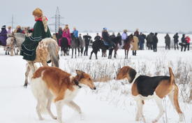 Реконструкция конной охоты с тремя борзыми и одной гончей в клубе Аванпост. фйото Сергей Шахиджанян 