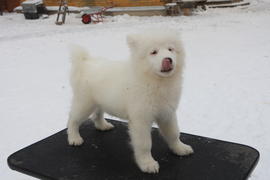 Самоедская собака