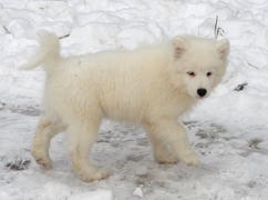 Самоедская собака