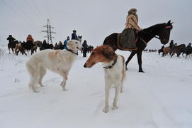 Реконструкция конной охоты с тремя борзыми и одной гончей в клубе Аванпост. фйото Сергей Шахиджанян 