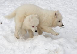 Самоедские собаки