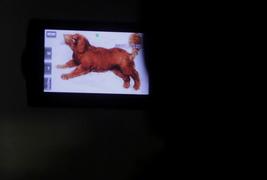 "Младшие Брейгели в ГМИИ им.А.С.Пушкина