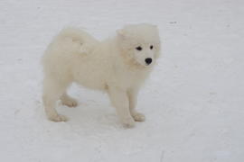 Самоедская собака