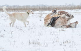 Реконструкция конной охоты с тремя борзыми и одной гончей в клубе Аванпост. фйото Сергей Шахиджанян 