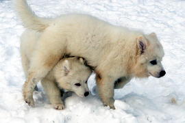 Самоедские собаки