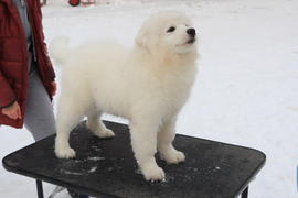 Самоедская собака