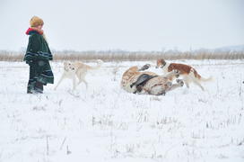 Реконструкция конной охоты с тремя борзыми и одной гончей в клубе Аванпост. фйото Сергей Шахиджанян 