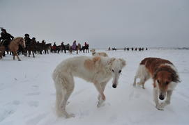 Реконструкция конной охоты с тремя борзыми и одной гончей в клубе Аванпост. фйото Сергей Шахиджанян 