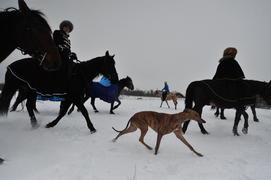 Реконструкция конной охоты с тремя борзыми и одной гончей в клубе Аванпост. фйото Сергей Шахиджанян 