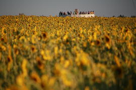 Группа людей в поле подсолнечника