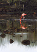 Розовый фламинго