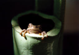 Frog