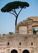 Дерево и стена