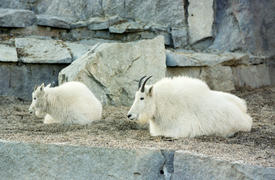 SnowGoat
