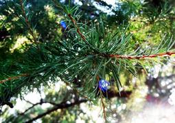 Хвоя макро (macro)