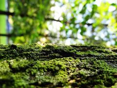 Кора дерева (tree)